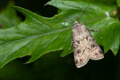 Agrotis segetum (osenice polní)