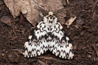 Lymantria monacha (bekyně mniška)