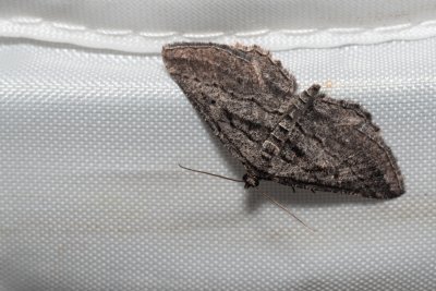 Rhoptria asperaria (-)