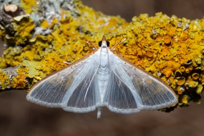 Palpita vitrealis (zavíječ průsvitný)