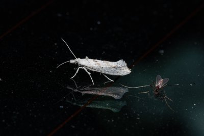 Ypsolopha persicella (člunkovec meruňkový)