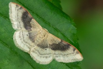 Idaea degeneraria (žlutokřídlec proměnlivý)