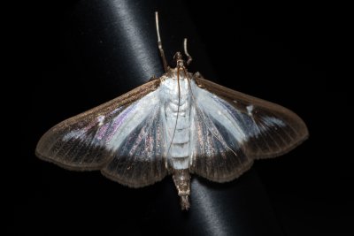 Cydalima perspectalis (zavíječ zimostrázový)