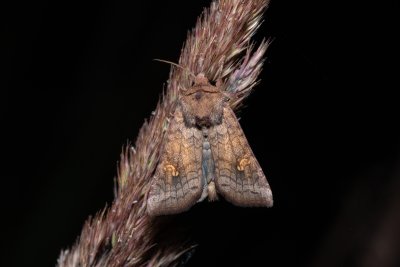 Amphipoea fucosa (travařka luční)