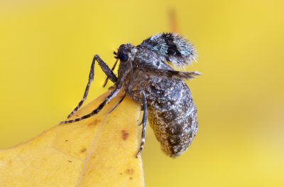 Operophtera brumata (píďalka podzimní)