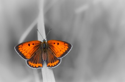 ohniváček černočárný