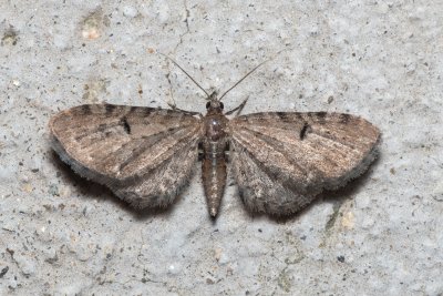 Eupithecia assimilata (píďalička chmelová)