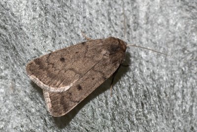 Athetis pallustris (blýskavka bahenní)
