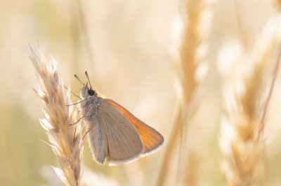 Thymelicus lineola (soumračník čárečkovaný)