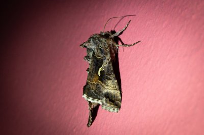 Autographa gamma (kovolesklec gama)