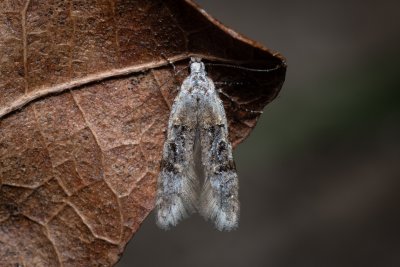 Altenia scriptella (-)