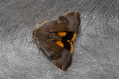 Noctua janthina (osenice černolemá)