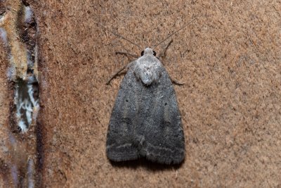 Athetis gluteosa (blýskavka šedohnědá)