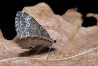 Perizoma hydrata (píďalka silenková)