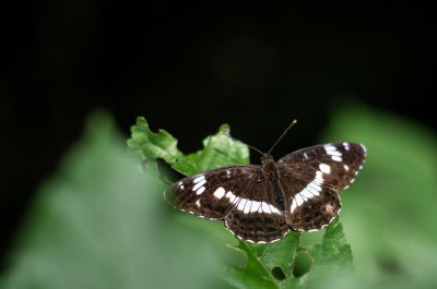 bělopásek dvouřadý