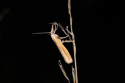 Agriphila tristella (travařík travní)