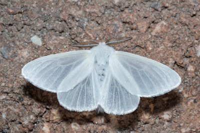 Leucoma salicis (bekyně vrbová)