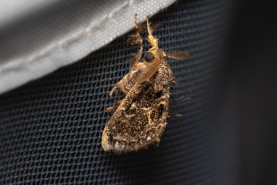 Cozola sp.