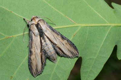 Shargacucullia lychnitis (kukléřka tečkovaná)