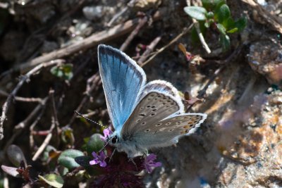 Polyommatus eros (modrásek stepní)