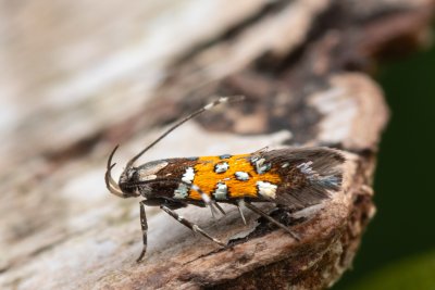 Stagmatophora heydeniella (-)