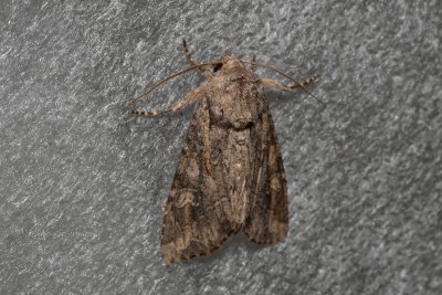 Apamea anceps (šedavka polní)