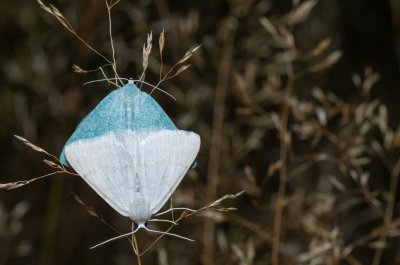 Pseudoterpna pruinata (zelenopláštník janovcový)