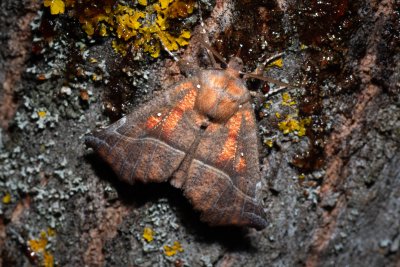 Scoliopteryx libatrix (sklepnice obecná)