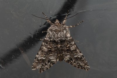 Papestra biren (můra sivá)
