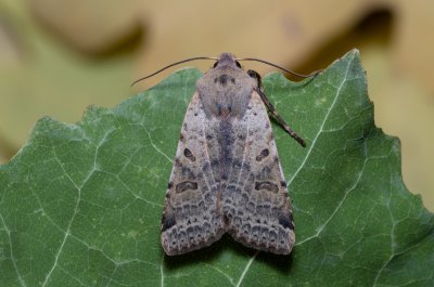 Agrochola lychnidis (polnice střemchová)