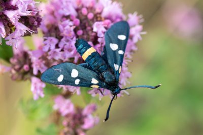 Zygaena ephialtes (vřetenuška čičorková)