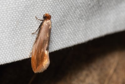 Tinea semifulvella (mol žlutavý)