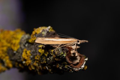Agriphila selasella (-)