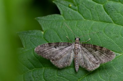 Eupithecia sp.