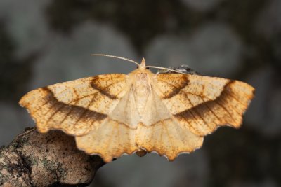 Ennomos quercinaria (zejkovec dubový)