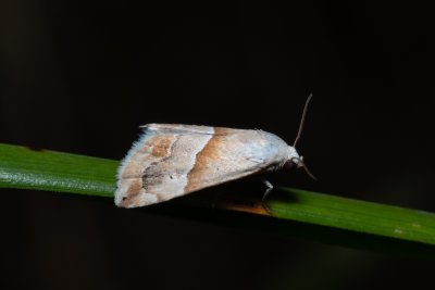 Eublemma parva (světlopáska drobná)
