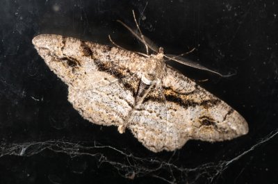 Alcis bastelbergeri (různorožec černopásý)
