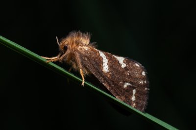 Phymatopus hecta (hrotnokřídlec lesní)