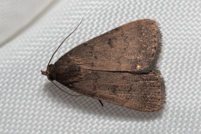 Nodaria sp.
