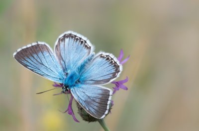 Polyommatus coridon (modrásek vikvicový)