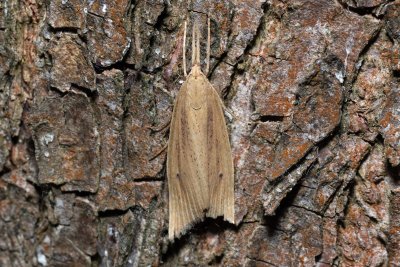 Chilo phragmitella (travařík rákosový)