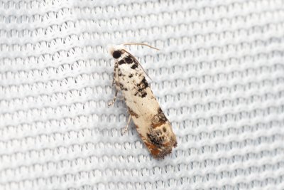Eucosma campoliliana (-)