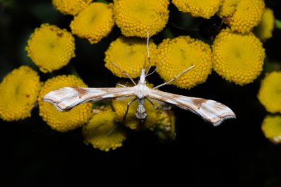 Gillmeria ochrodactyla (pernatuška vratičová)