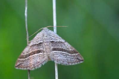 Scotopteryx coarctaria (vlnočárník čilimníkový)