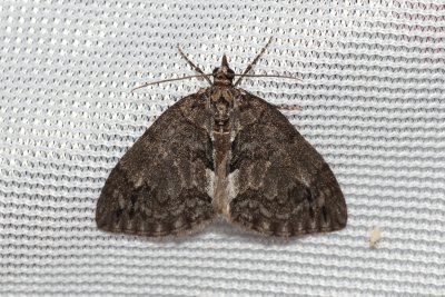 Hydriomena impluviata (píďalka olšová)