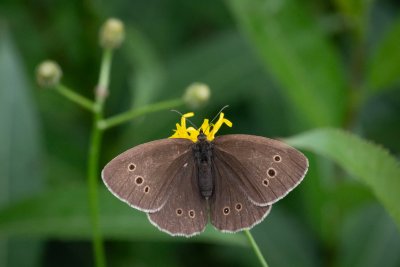 Aphantopus hyperanthus (okáč prosíčkový)
