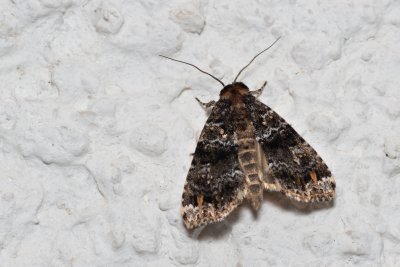 Callopistria latreillei (-)