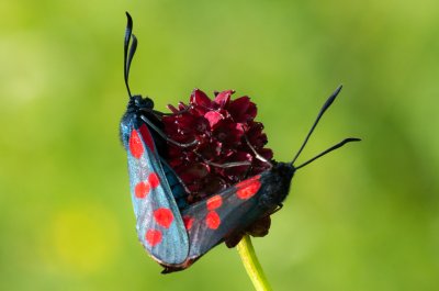 Zygaena filipendulae (vřetenuška obecná)