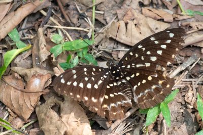 Lexias pardalis (-)