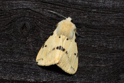Spilosoma lutea (přástevník bezový)